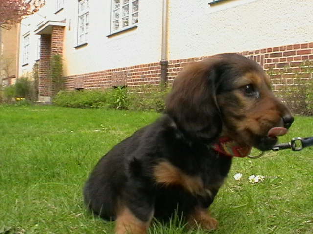 Biggi (10)