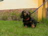 Biggi (11)