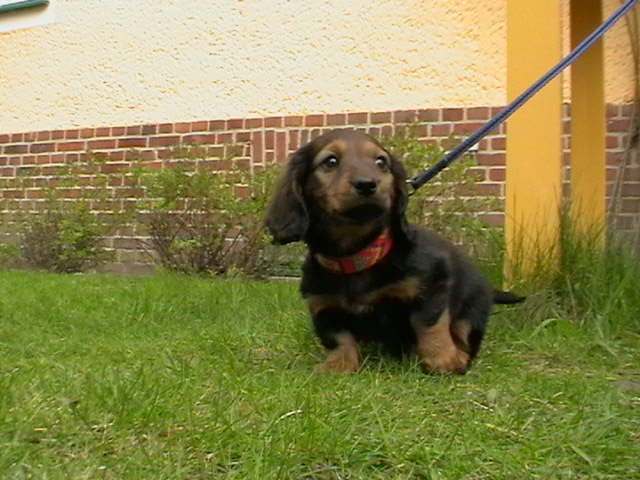 Biggi (11)