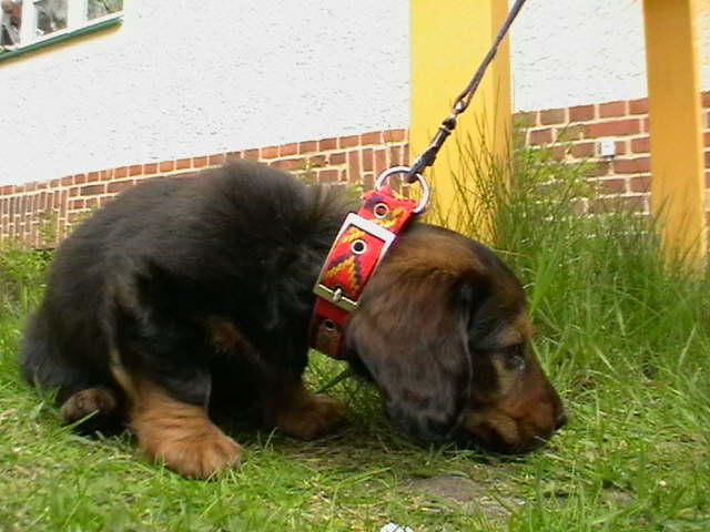 Biggi (12)