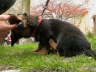 Biggi (14)