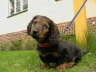 Biggi (1)