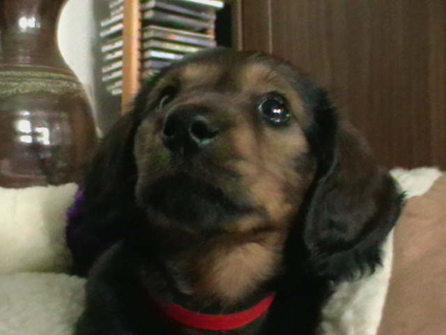 Biggi (25)