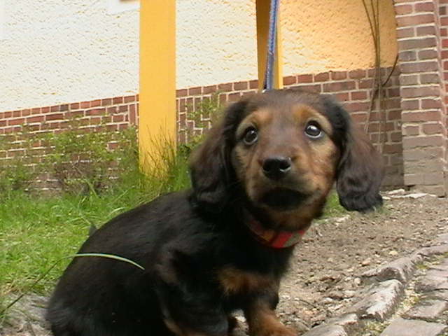 Biggi (3)