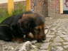 Biggi (4)