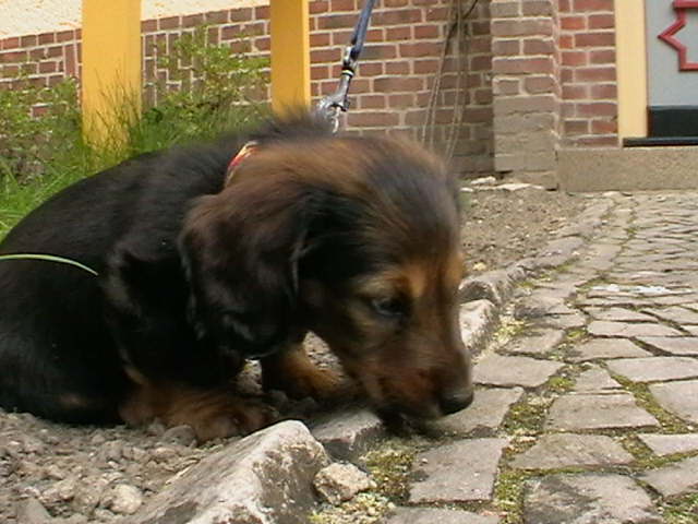 Biggi (4)
