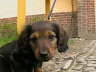 Biggi (5)