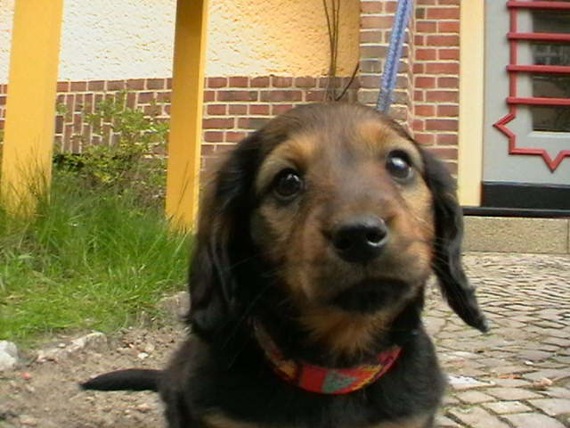 Biggi (7)