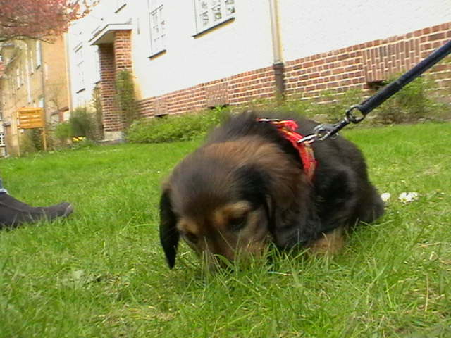 Biggi (8)