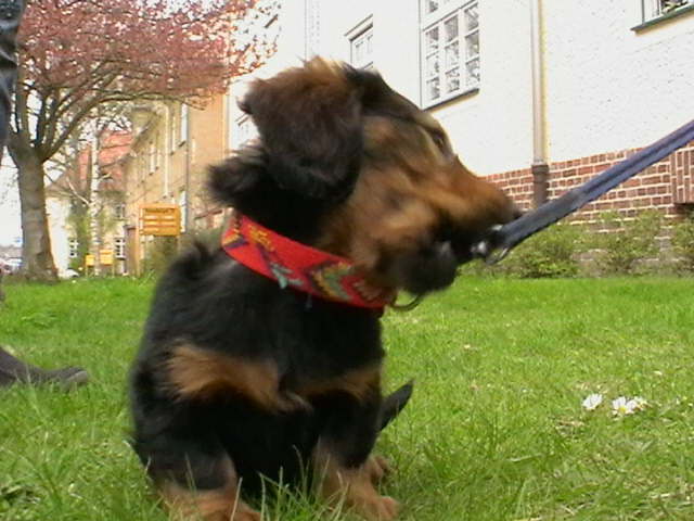 Biggi (9)